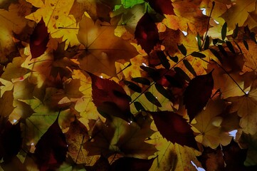Multicolored autumn maple leaves as background.
