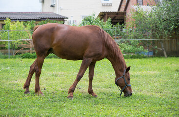 Brown horse graze in the grass near the village on a summer day. Flies, mosquitoes sit on a horse and sting it.