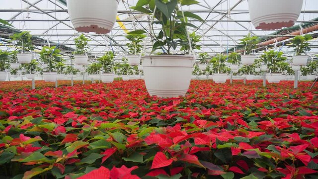 Many poinsettia flowers turning red for the holidays season in large commercial greenhouse - camera slide