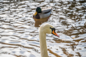 White Swan Swimming on a Lake with Fall Foliage Reflected