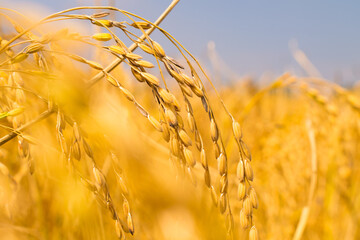 close up shot of rice ear. rice harvesting
