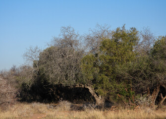 A typical African bush setting for background use