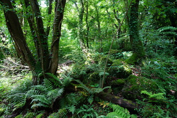 Obraz premium a lively dense forest in springtime
