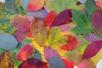 Fototapeta na wymiar Multicolored autumn maple leaves as background. 