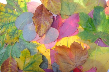 Multicolored autumn maple leaves as background.

