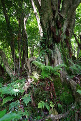 a lively dense forest in springtime