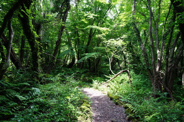a refreshing spring forest with a path