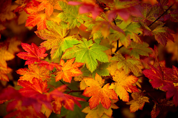 Naklejka na ściany i meble Leaves in autumn