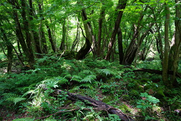 a lively dense forest in springtime
