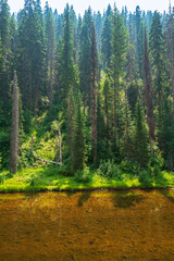 Trees along the bank of the South Fork of the Clearwater River in the Nez Perce National Forest, Idaho, USA