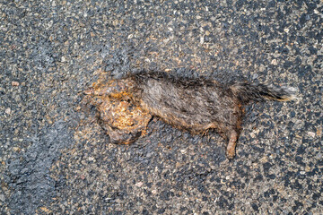 Dead raccoon flattened in the middle of a road