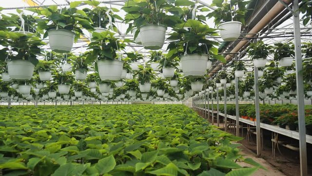 Growing poinsettia flowers in large commercial greenhouse. Camera moving forward between two layers of green plants.