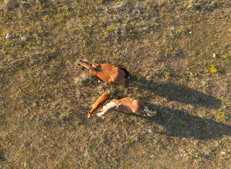 Family of horses in the pasture. A group of animals feeds on grass in a clearing. Summer grazing of three brown stallions. Domestic mares are resting, walking. Farm pets top view. Natural background.
