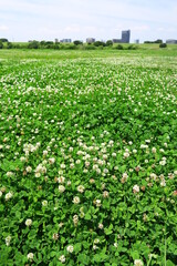 Fototapeta na wymiar 白詰め草一面に咲く江戸川河川敷の野原風景