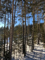 pine forest in winter
