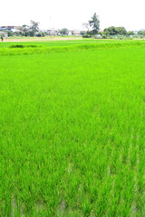 初夏の郊外の青田風景