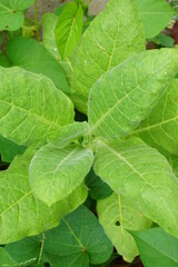 Nicotiana (tobacco plants) plant with a natural background