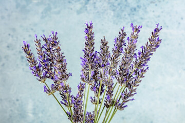 Lavender flower bouquet on a blue background, a bunch of lavandula plants
