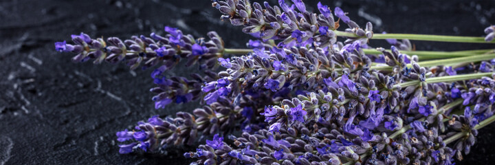 Lavender bouquet panorama on a dark background. Aromatic medicinal herb. Lavandula flowers in bloom