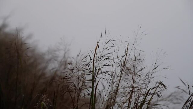 Slow motion of Desho grass or grass flowers blowing in the wind