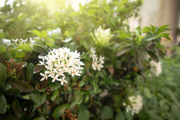 Fototapeta premium Siamese white ixora, white and red needle flowers with daylight