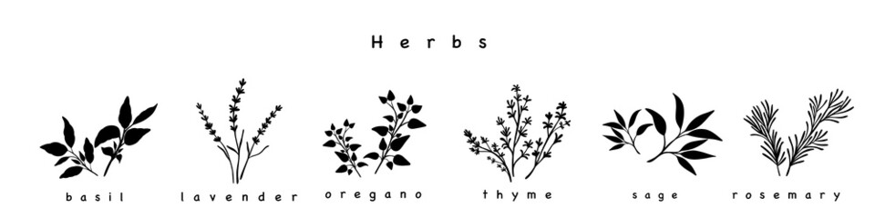 Monochrome herbs on white background. Minimalistic botanical elements for design of cosmetics or spices. Hand-drawn design concept. - obrazy, fototapety, plakaty