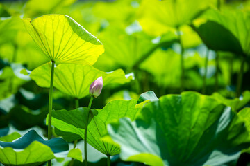 A lotus flower in early puberty, buds