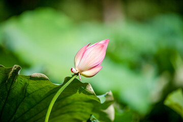 A lotus flower in early puberty, buds