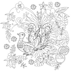Contour linear illustration for coloring book with lyrebird in flowers. Tropic bird,  anti stress picture. Line art design for adult or kids  in zen-tangle style, tattoo and coloring page.