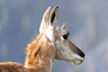 Naklejka premium Pronghorn