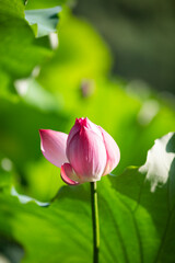 Lotus flower and Lotus flower plants