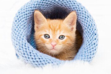 Fototapeta na wymiar Small ginger tabby kitten is sweetly basking and looking at the camera in a knitted blue hat with copyspace. Soft and cozy. Christmas, home comfort and new year holidays, Valentines Day concept