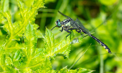 Dragonfly on a green leaf outdoors in summer.