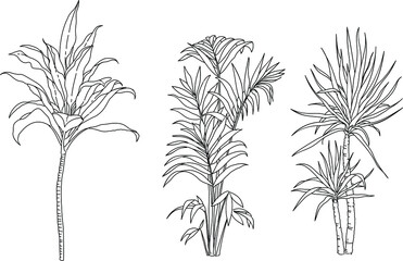 Black and white illustration of a plant element