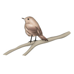 Bird Isolated Hand Drawn Illustration	

