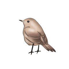 Bird Isolated Hand Drawn Illustration	
