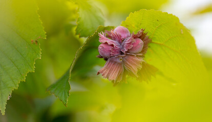Red hazelnuts on tree branches