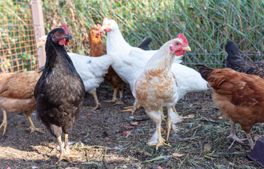 Chickens and roosters on the farm.