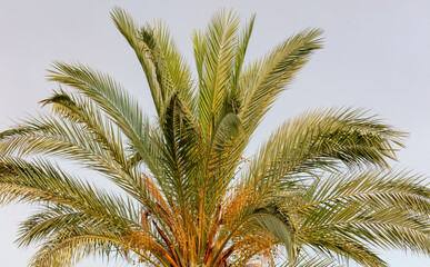 Obraz na płótnie Canvas Palm trees against the sky.