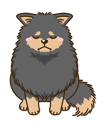 落ち込むポメラニアン（ブラックタン）