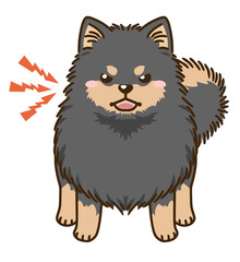 威嚇するポメラニアン（ブラックタン）
