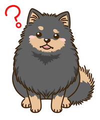 疑問に思うポメラニアン（ブラックタン）
