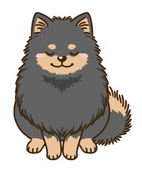 おじぎするポメラニアン（ブラックタン）