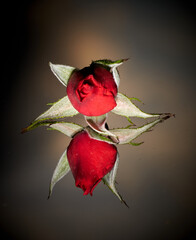 Vertical shot of red rosebud with reflection on a black surface