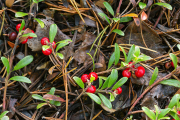 Bearberry Arctostaphylos uva-ursi plant with ripe berries - obrazy, fototapety, plakaty