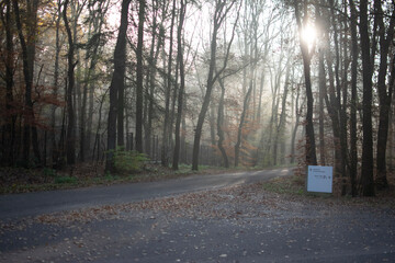 Fototapeta premium morning in the forest