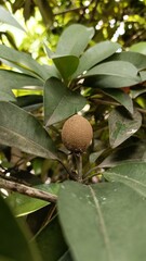 sapodilla fruit will be harvested soon