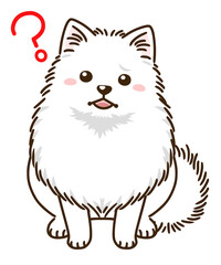 疑問に思うポメラニアン（白）