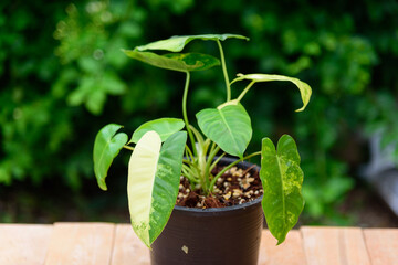 philodendron burle marx variegated in black pot