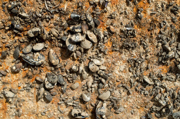 Barnacle of mussels on rusty  metal surface close